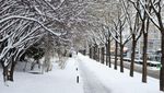 Potret Kendaraan Diselimuti Salju di Beijing
