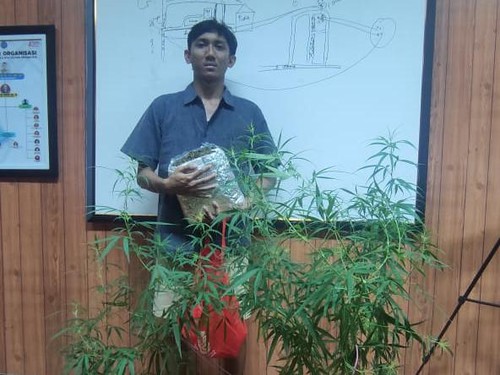 Pria asal Mataram diamankan bersama paket ganja seberat 1,1 kilogram dan satu pot tanaman ganja, Rabu (21/2/2024). (Foto: Humas BNNP NTB)