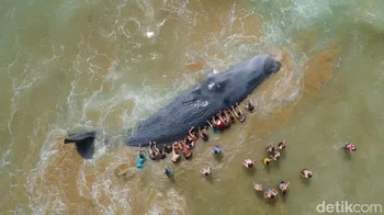 Fotografer Konservasi Laut Terbaik Save Our Seas Foundation: Nuno Sá (Portugal). Seekor paus sperma raksasa ( Physeter macrocephalus ) terlihat di pantai emas Costa da Caparicain, Portgual, ketika kerumunan orang berkerumun dan berusaha mendorongnya kembali ke dalam air. Sayangnya, setelah beberapa jam, paus tersebut mati. Foto: Underwater Photographer of the Year
