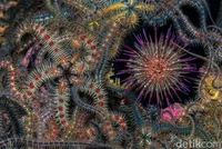 Underwater Photographer of the Year  2024