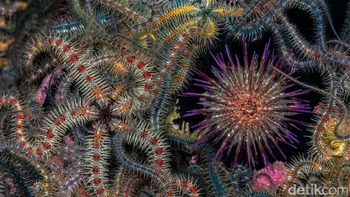 Pemenang kategori Makro Perairan Inggris: Jenny Stock (Inggris Raya). Gambar menakjubkan ini menunjukkan hamparan ribuan bintang rapuh ( Ophiuroidea ) yang mengelilingi bulu babi ( Echinoidea ) di Loch Leven, Skotlandia, Inggris. Foto: Underwater Photographer of the Year