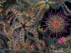 Karya Jawara Kontes Foto Underwater Bikin Takjub, Ada Indonesia