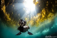Underwater Photographer of the Year  2024