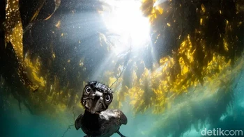 Juara Kedua kategori Potret: Jon Anderson (Amerika Serikat). Burung kormoran nakal ( Phalacrocorax carbo ) mencoba menyerang lensa kamera di bawah hutan rumput laut, dalam gambar yang diambil di Monterey, California, AS. Foto: Underwater Photographer of the Year