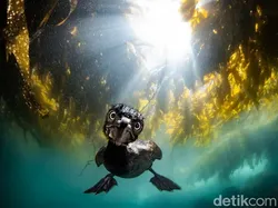 Karya Jawara Kontes Foto Underwater Bikin Takjub, Ada Indonesia