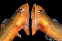 Underwater Photographer of the Year  2024