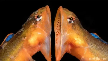 Juara Kedua kategori Perilaku JingGong Zhang (China). Dua zoarchia betina ( Stichaeidae ), sejenis ikan pari laut, saling berhadapan saat berkelahi. Mereka biasanya berebut tempat yang cocok untuk bertelur. Gambar ini diambil di Oda, Shimane, Jepang Foto: Underwater Photographer of the Year