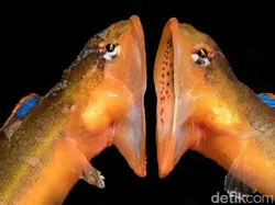 Karya Jawara Kontes Foto Underwater Bikin Takjub, Ada Indonesia