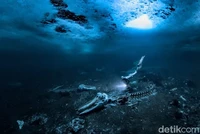 Underwater Photographer of the Year  2024