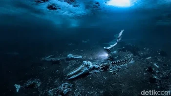 Pemenang keseluruhan dan pemenang kategori Wide-Angle Alex Dawson (Swedia). Gambar luar biasa mengamati bangkai ikan paus . Foto: Underwater Photographer of the Year