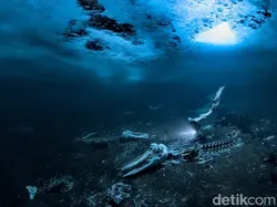 Karya Jawara Kontes Foto Underwater Bikin Takjub, Ada Indonesia