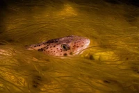 Underwater Photographer of the Year  2024