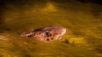 Pemenang kategori British Waters Compact: Jon Bunker (Inggris). Seekor hiu kucing ( Scyliorhinidae ) menjulurkan kepalanya melalui selimut rumput liar di Chesil Cove, Dorset, Inggris. Foto: Underwater Photographer of the Year