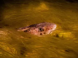 Karya Jawara Kontes Foto Underwater Bikin Takjub, Ada Indonesia