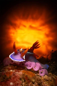 Underwater Photographer of the Year  2024