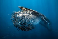 Underwater Photographer of the Year  2024