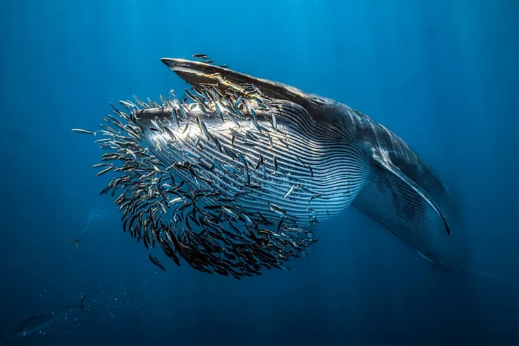 Underwater Photographer of the Year  2024