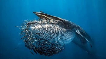 Pemenang kategori Behavior: Rafael Fernandez Caballero (Spanyol). Bola umpan ikan sarden dihancurkan oleh paus Bryde ( Balaenoptera brydei ), dalam gambar ini diambil di lepas pantai La Paz, Baja California Sur, Meksiko. Dalam gambar tersebut Anda dapat melihat lipatan perut paus terbuka lebar saat menyaring mangsanya dari air. Foto: Underwater Photographer of the Year