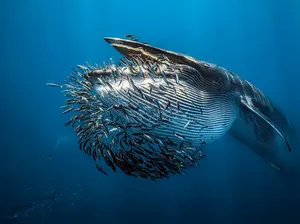 Karya Jawara Kontes Foto Underwater Bikin Takjub, Ada Indonesia