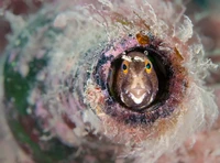 Underwater Photographer of the Year  2024