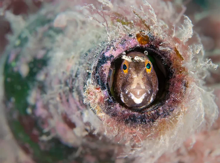 Underwater Photographer of the Year 2024 Underwater Photographer of the Year 2024