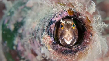 Pemenang kategori British Waters Living Together: Kirsty Andrews (Inggris). Foto: Underwater Photographer of the Year