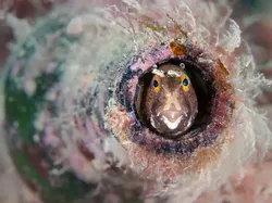 Karya Jawara Kontes Foto Underwater Bikin Takjub, Ada Indonesia