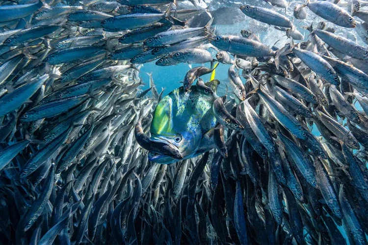 Underwater Photographer of the Year  2024
