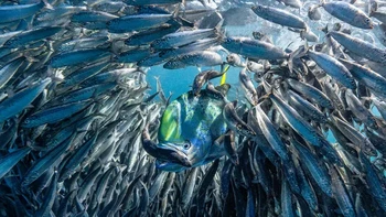 Pemenang kategori Up & Coming: Lisa Stengel (Amerika Serikat). Pada saat gambar ini diambil, seekor ikan mahi-mahi ( Coryphaena hippurus ) sedang menukik dan mengambil ikan dari umpan di Teluk Magdalena, Meksiko Foto: Underwater Photographer of the Year