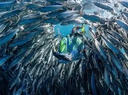 Karya Jawara Kontes Foto Underwater Bikin Takjub, Ada Indonesia