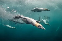 Underwater Photographer of the Year  2024