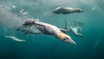 Pemenang kategori Sudut Lebar Perairan Inggris. Kat Zhou (Amerika Serikat). Gannet utara ( Morus bassanus ) menyelam untuk mencari makanan dalam gambar yang diambil di Shetland, Inggris. Foto: Underwater Photographer of the Year
