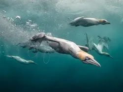 Karya Jawara Kontes Foto Underwater Bikin Takjub, Ada Indonesia