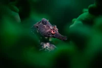 Underwater Photographer of the Year  2024