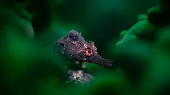 Pemenang Kategori Makro - Talia Greis (Australia). Seekor kuda laut berperut buncit ( Hippocampus abdominalis ) dengan tanda-tanda menarik digambarkan dikelilingi oleh karang hijau cerah, difoto di Pulau Bare, Australia. Foto: UPY2024