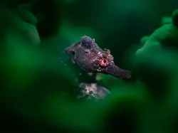 Karya Jawara Kontes Foto Underwater Bikin Takjub, Ada Indonesia
