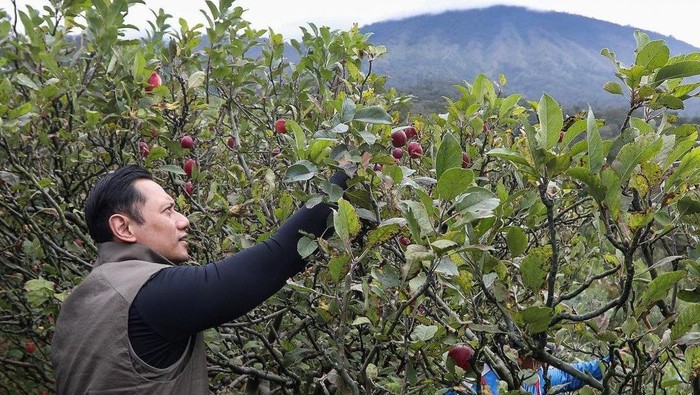 Agus Yudhoyono memetik apel di Kebun Puri Agung, Kota Batu, Malang.