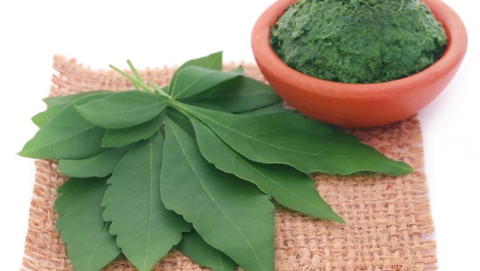 Viral Daun Lagundi, Bikin Heboh Netizen gegara Bentuknya Mirip Ganja