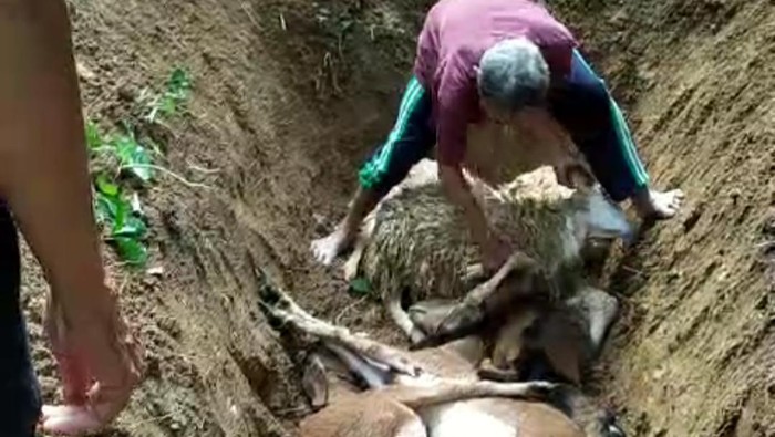 Kambingnya yang dikubur usai mati.