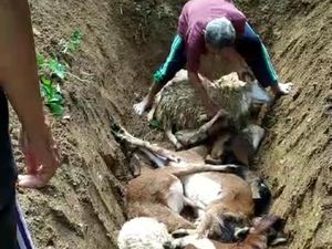 Kambing di Ponjong Gunungkidul Mati Mendadak, Pemkab: Sianida dari Daun