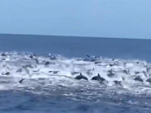 Tingkah Menggemaskan Ratusan Lumba-lumba Menari-nari di Perairan Banyuwangi