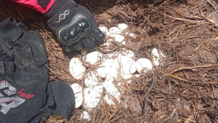 Penemuan telur buaya di Makassar.