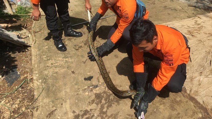 Petugas evakuasi ular sanca 2 meter dari kandang ayam milik warga di Bogor (dok. BPBD Kota Bogor)