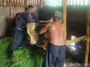 PMK Mulai Mewabah di Pasuruan, Sepekan 145 Sapi Terjangkit dan 31 Ekor Mati