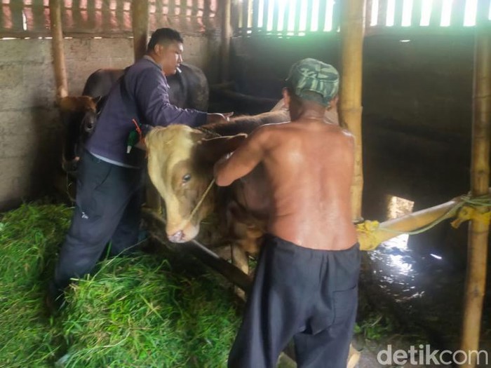 PMK Mengganas di Kabupaten Pasuruan, Sepekan Ratusan Sapi Terjangkit dan Puluhan Mati