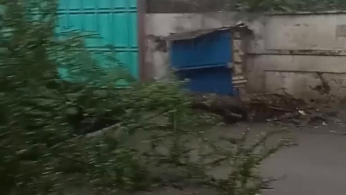 Pohon tumbang di Majalaya.