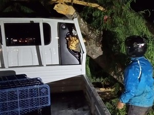 Pikap Ringsek Usai Tertimpa Pohon Raksasa di Jalur Wisata Lembang