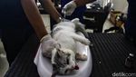 Momen Saat Ratusan Kucing Dibikin Mandul