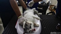 Sterilisasi kucing itu digelar secara gratis.