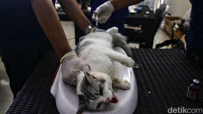 Para petugas dan tenaga kesehatan dari Suku Dinas Ketahanan Pangan, Kelautan dan Pertanian Jaksel melakukan proses sterilisasi kucing gratis di Mall Metro Kebayoran, Jl Ciledug Raya, Jakarta Selatan, Kamis (22/4/2024). Kegiatan tersebut dilaksanakan sebagai upaya mengendalikan pertumbuhan populasi hewan domestik dan mengurasi resiko penelantaran juga kekerasan terhadap hewan peliharaan.